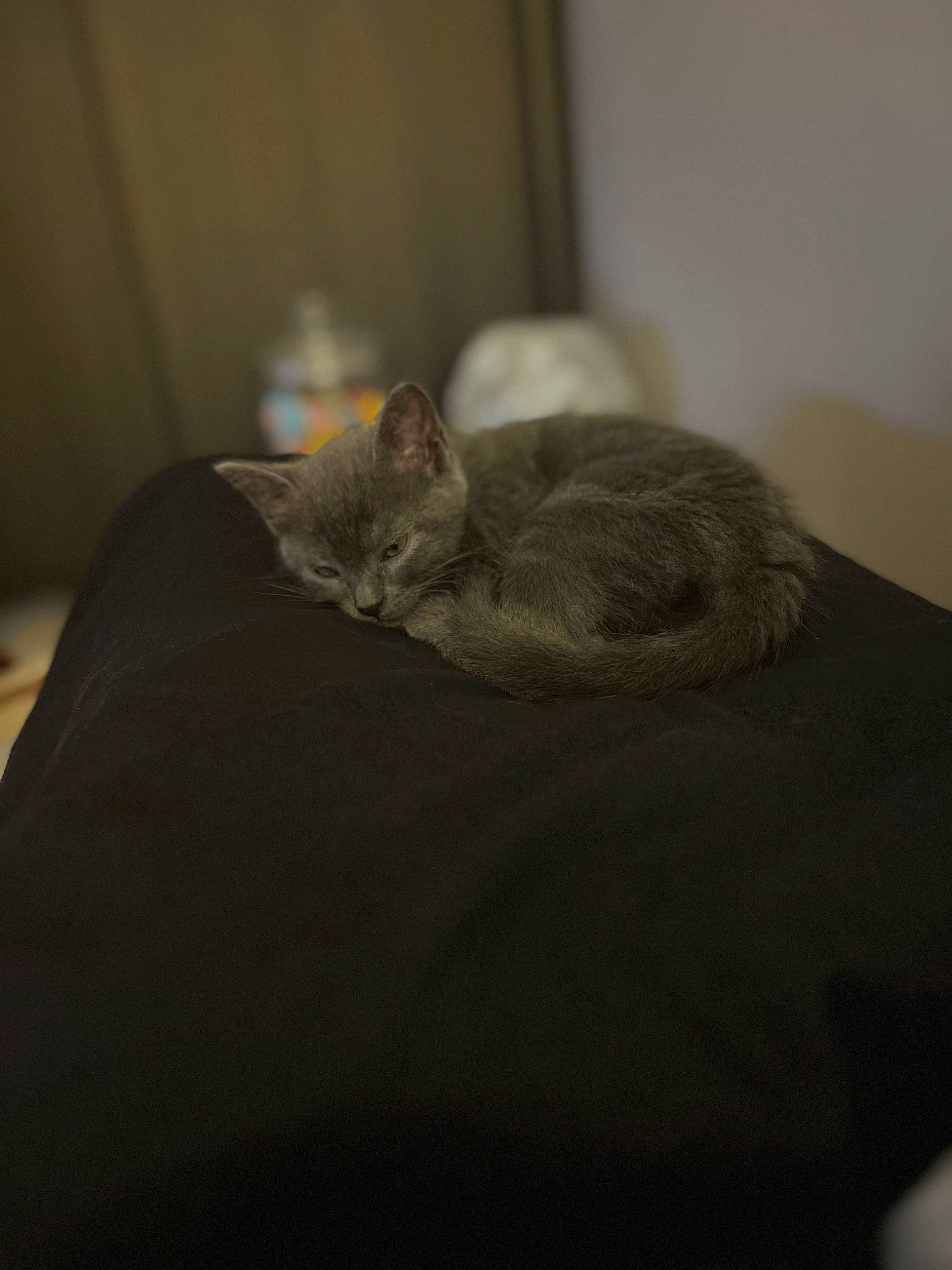 Nala a rejoint le concours — aidez-le/la à gagner de superbes lots ! brown, carnivore, cat, comfort, darkness, domestic_short_haired_cat, felidae, fur, grey, linens, room, small_to_medium_sized_cats, snout, tail, terrestrial_animal, whiskers, wood