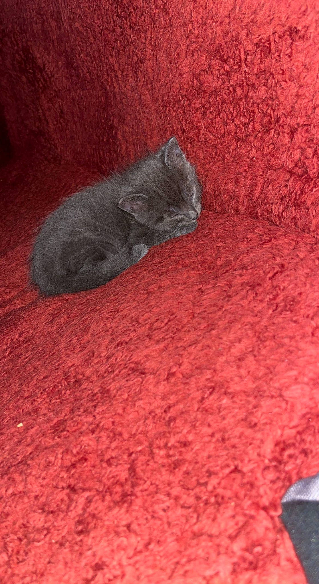 Nala participe au concours pour gagner de l'argent avec cette photo : carmine, carpet, comfort, coquelicot, felidae, flooring, fur, grass, magenta, paw, rock, sand, small_to_medium_sized_cats, soil, tail, terrestrial_animal, whiskers, window, wood, wool