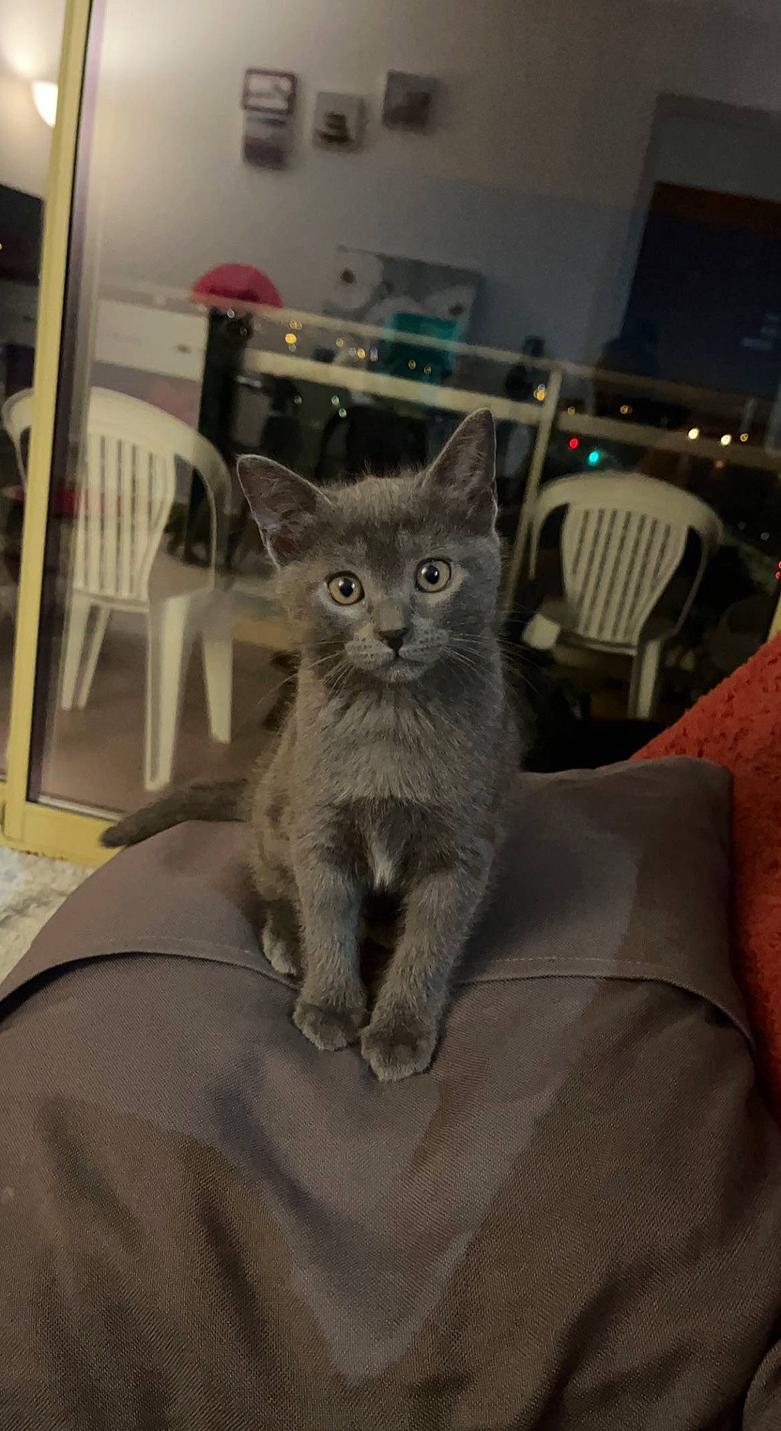 Nala a rejoint le concours — aidez-le/la à gagner de superbes lots ! carnivore, cat, chair, comfort, domestic_short_haired_cat, felidae, fur, grey, room, russian_blue, sitting, small_to_medium_sized_cats, table, tail, whiskers