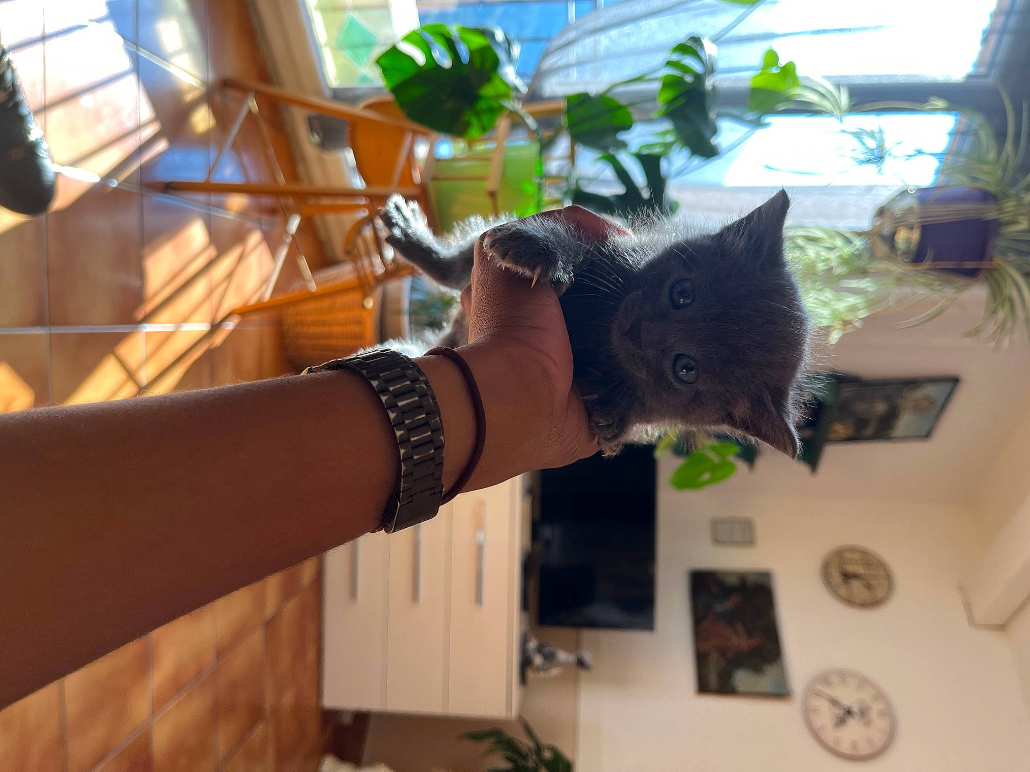 Nala a rejoint le concours — aidez-le/la à gagner de superbes lots ! carnivore, cat, domestic_short_haired_cat, felidae, gesture, herb, houseplant, plant, room, small_to_medium_sized_cats, tail, whiskers, window, wood