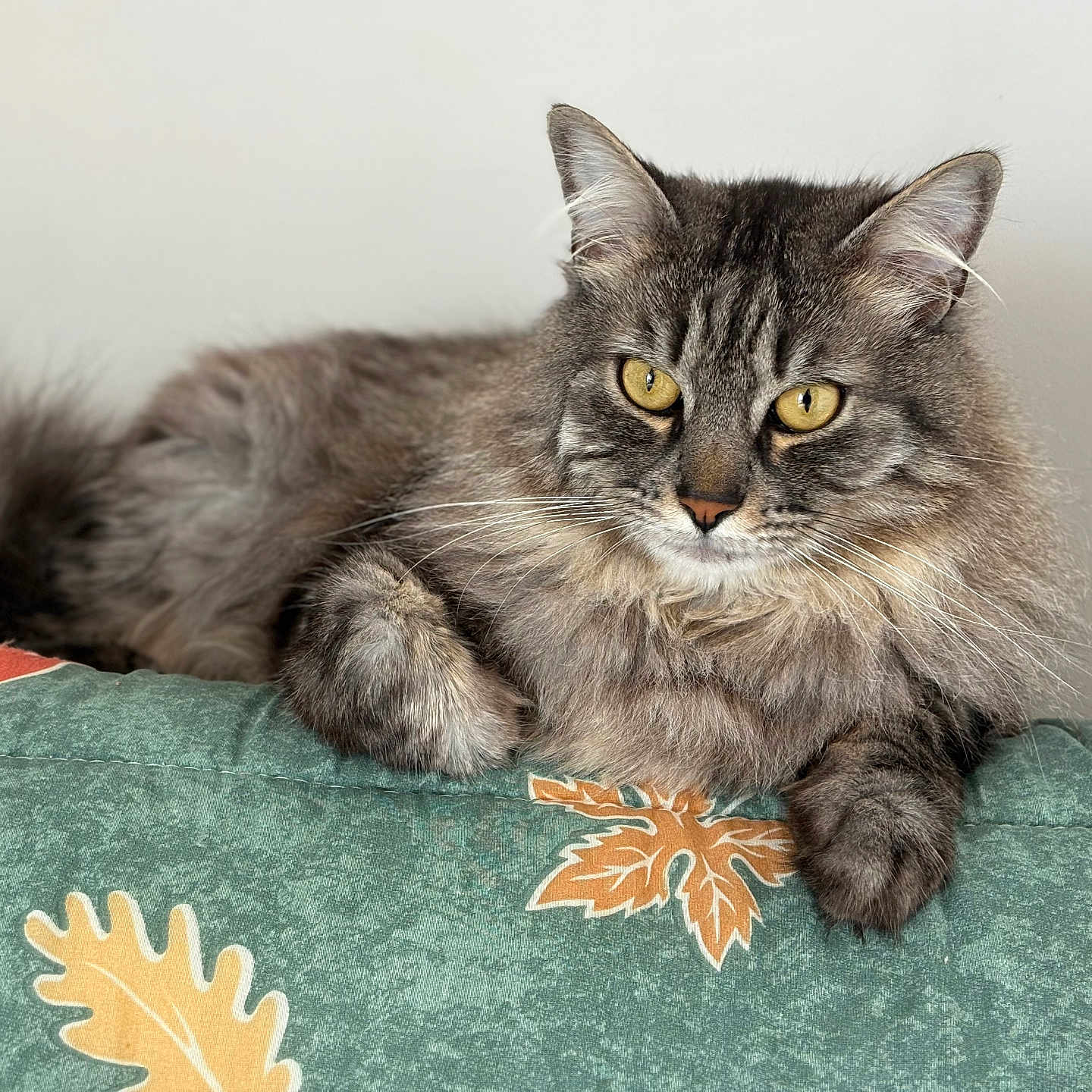 Alpha a rejoint le concours — aidez-le/la à gagner de superbes lots ! abyssinian, angora, animal, blanket, brasssection, cat, egyptiancat, gray, horn, kitten, manx, musicalinstrument, pet