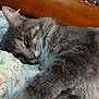 Smokey joined the competition — help win amazing prizes! cat, sleeping, gray_tabby, fluffy, pet, indoor, cozy, blanket, fur, resting, cute, animal, closeup, relaxed, soft, mammal, whiskers, domestic_cat, peaceful, nap