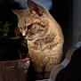 animal, cat, closeup, cozy, curious, domestic_cat, feline, fur, ginger_cat, indoor, nature, pet, plant, portrait, reflection, shadows, soft_light, terracotta_pot, whiskers, window
