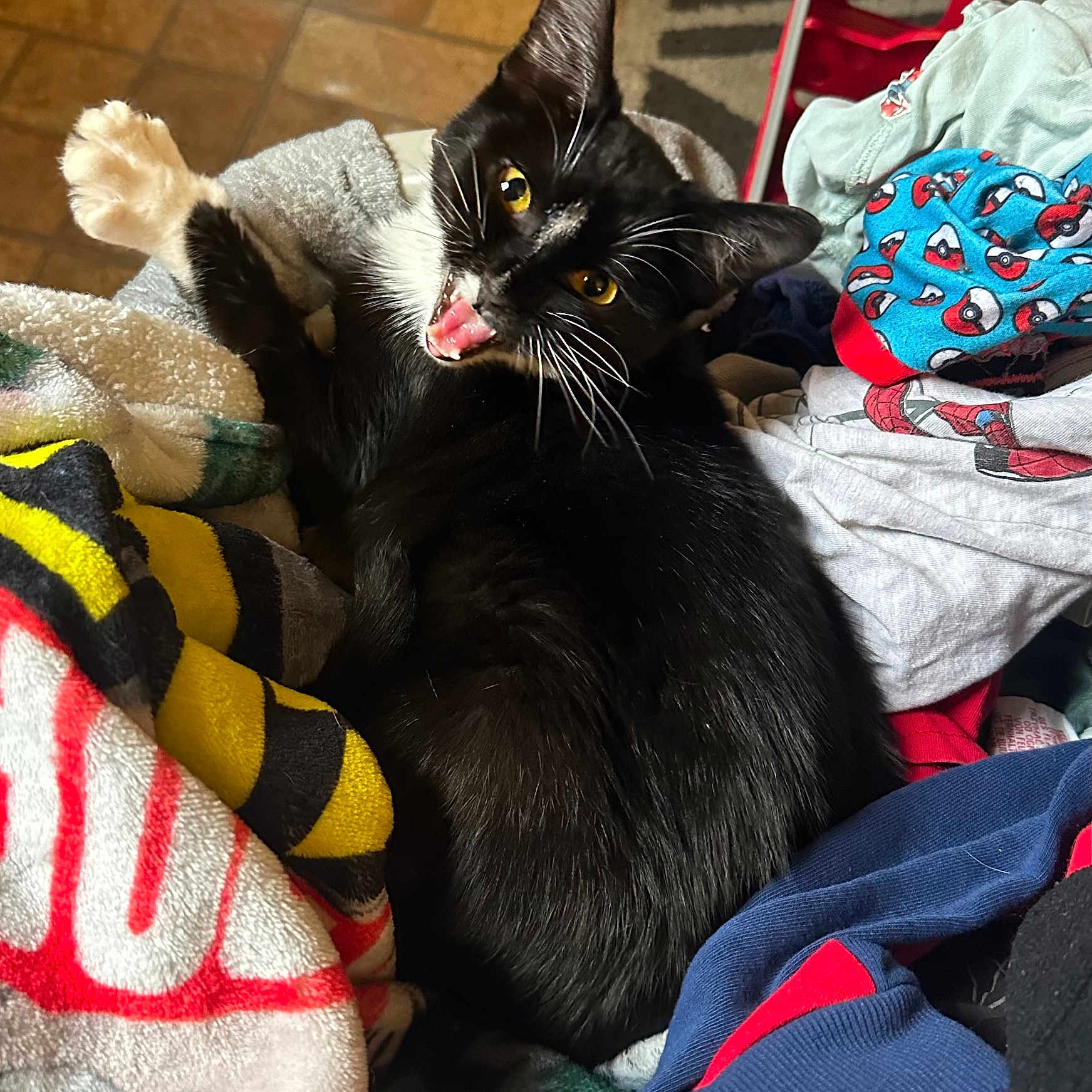 Kimmy joined the competition — help win amazing prizes! animal, bed, blackcat, blanket, bodypart, cat, couch, face, furniture, head, indoors, kitten, laundry, manx, mouth, person, pet, photography, quilt, tongue
