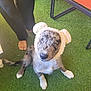 puppy, dog, hat, bear_ears, artificial_grass, bare_feet, black_pants, chair, shoe, curious, sitting, outdoor, pet, fluffy, cute, spotty, looking_up, domestic_animal, companion, young_dog