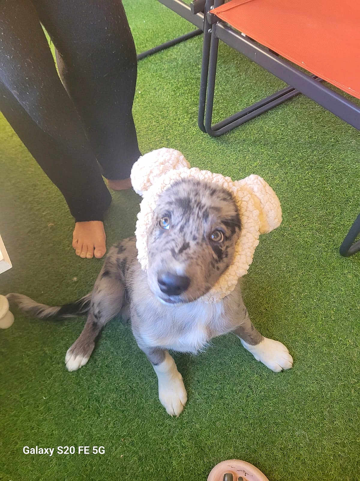 Marlo participe au concours pour gagner de l'argent avec cette photo : puppy, dog, hat, bear_ears, artificial_grass, bare_feet, black_pants, chair, shoe, curious, sitting, outdoor, pet, fluffy, cute, spotty, looking_up, domestic_animal, companion, young_dog