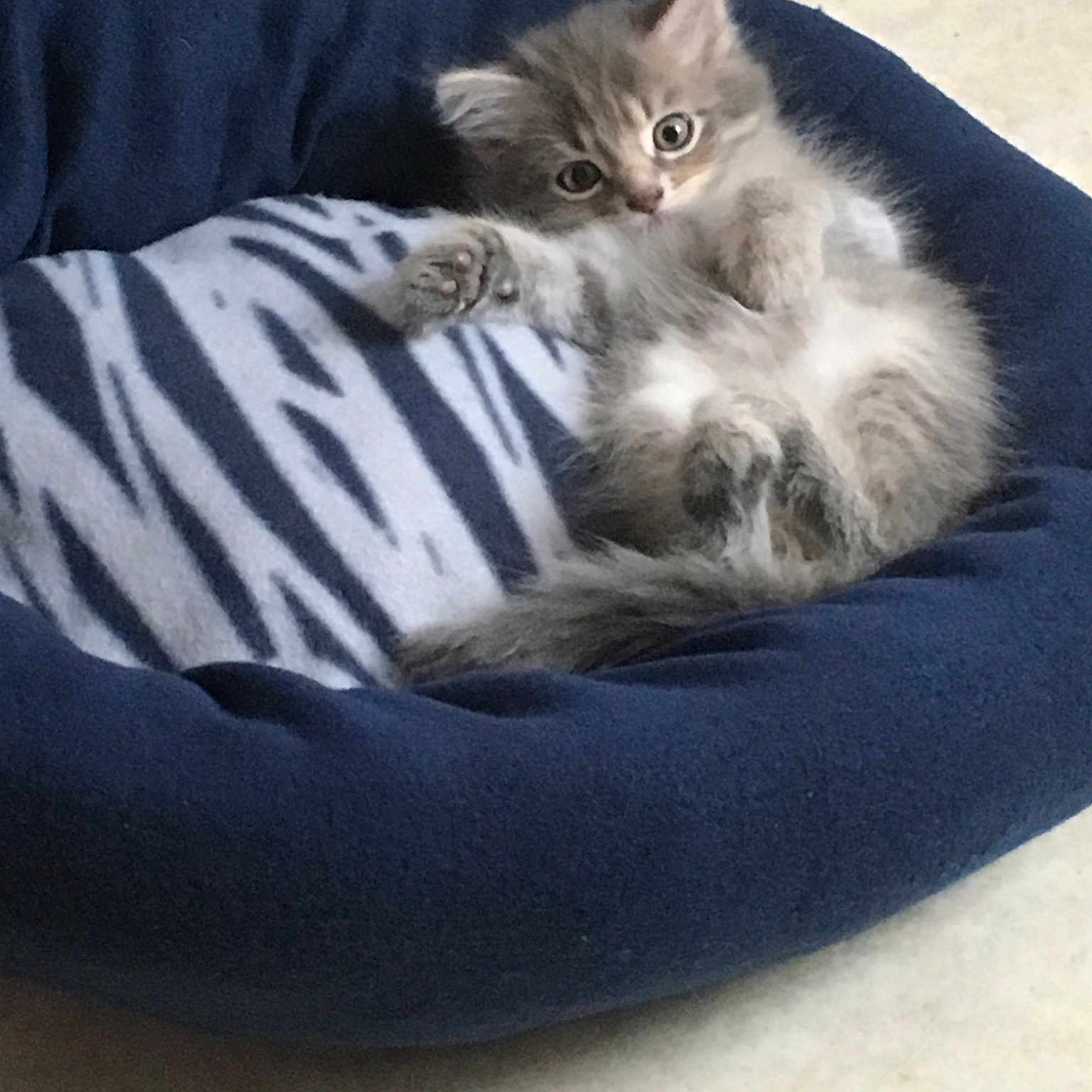 Peluche