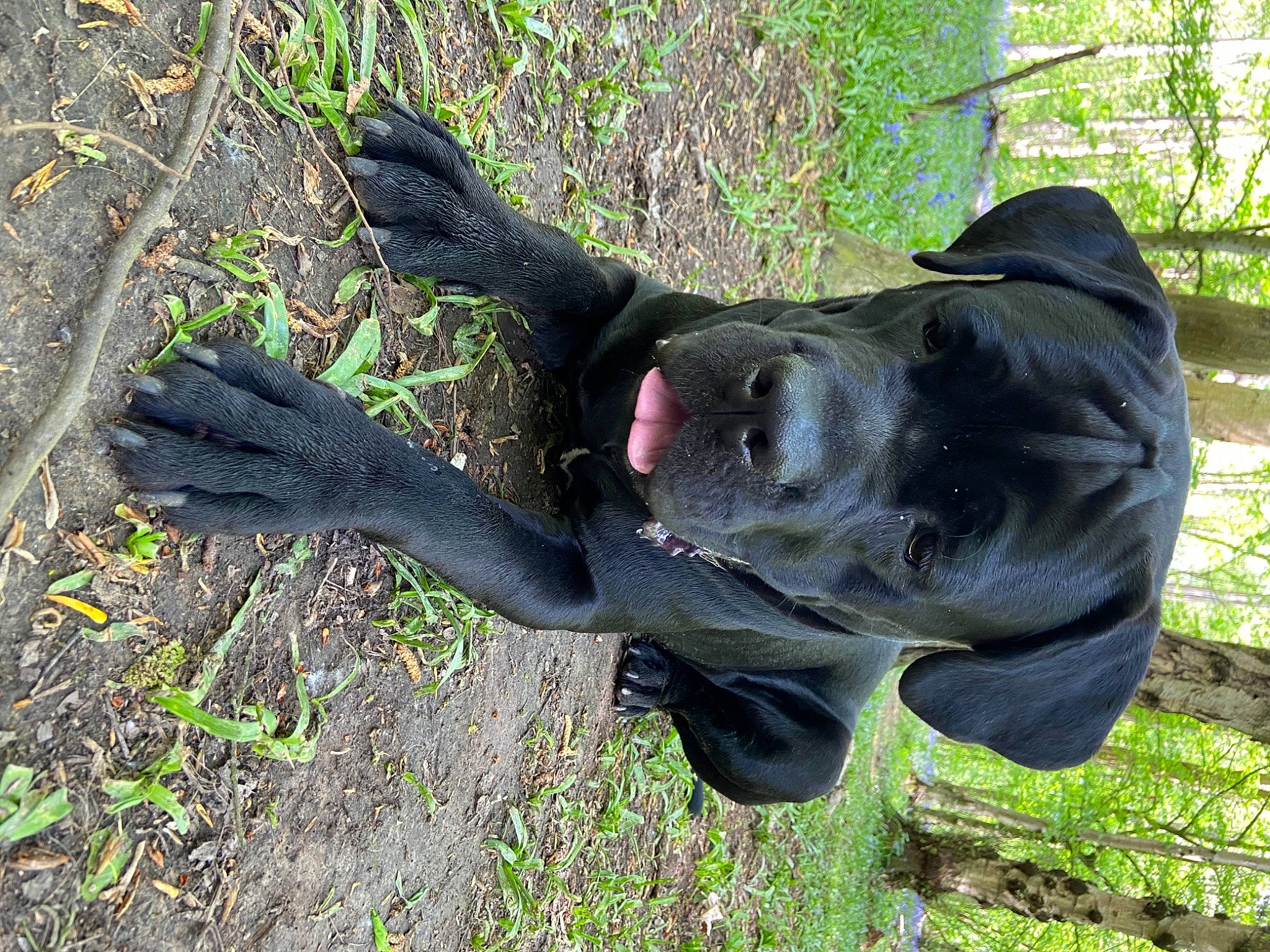 Ranger participe au concours pour gagner de l'argent avec cette photo : art, glove, grass, lawn_ornament, monument, natural_material, personal_protective_equipment, plant, sculpture, sporting_group, statue, terrestrial_animal, tree, trunk, wood, working_animal