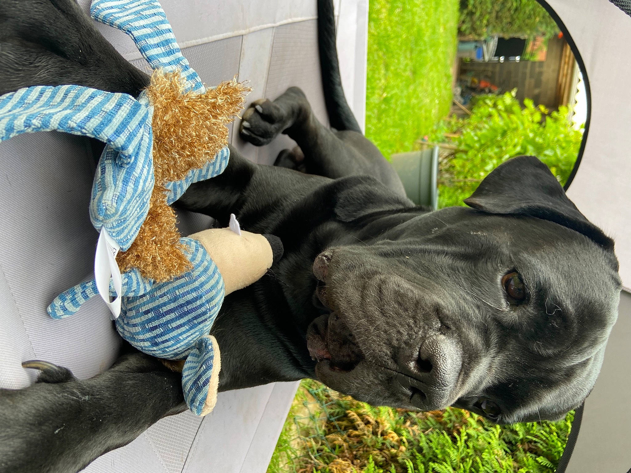 Ranger a rejoint le concours — aidez-le/la à gagner de superbes lots ! art, carnivore, dog, dog_breed, garden, grass, lawn_ornament, leaf, leisure, monument, personal_protective_equipment, plant, sculpture, snout, sporting_group, statue, tail, terrestrial_animal, tree, working_animal