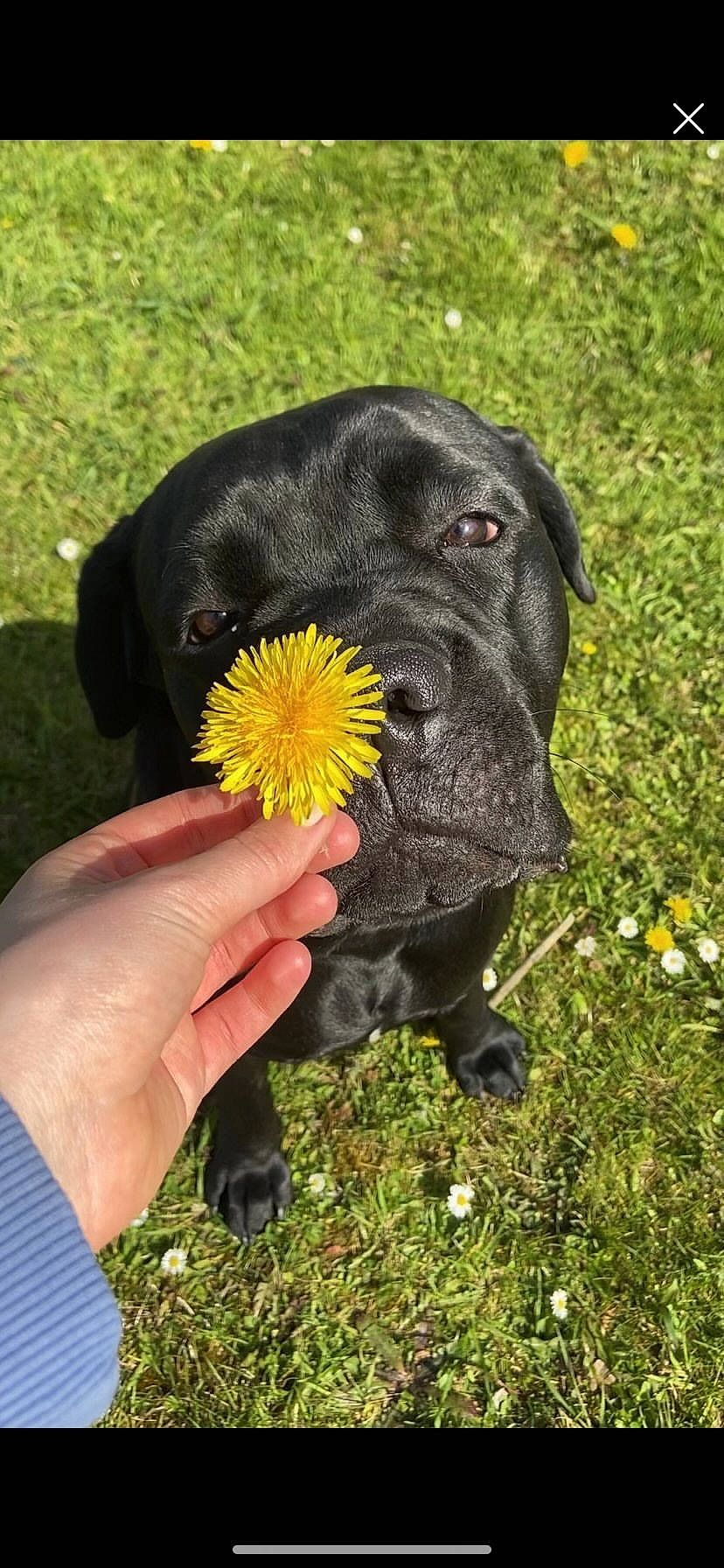 Ranger a rejoint le concours — aidez-le/la à gagner de superbes lots ! annual_plant, beak, bird, botany, carnivore, companion_dog, dog, dog_breed, flower, flowering_plant, fur, gesture, grass, hand, nail, people_in_nature, petal, plant, pollen, working_animal