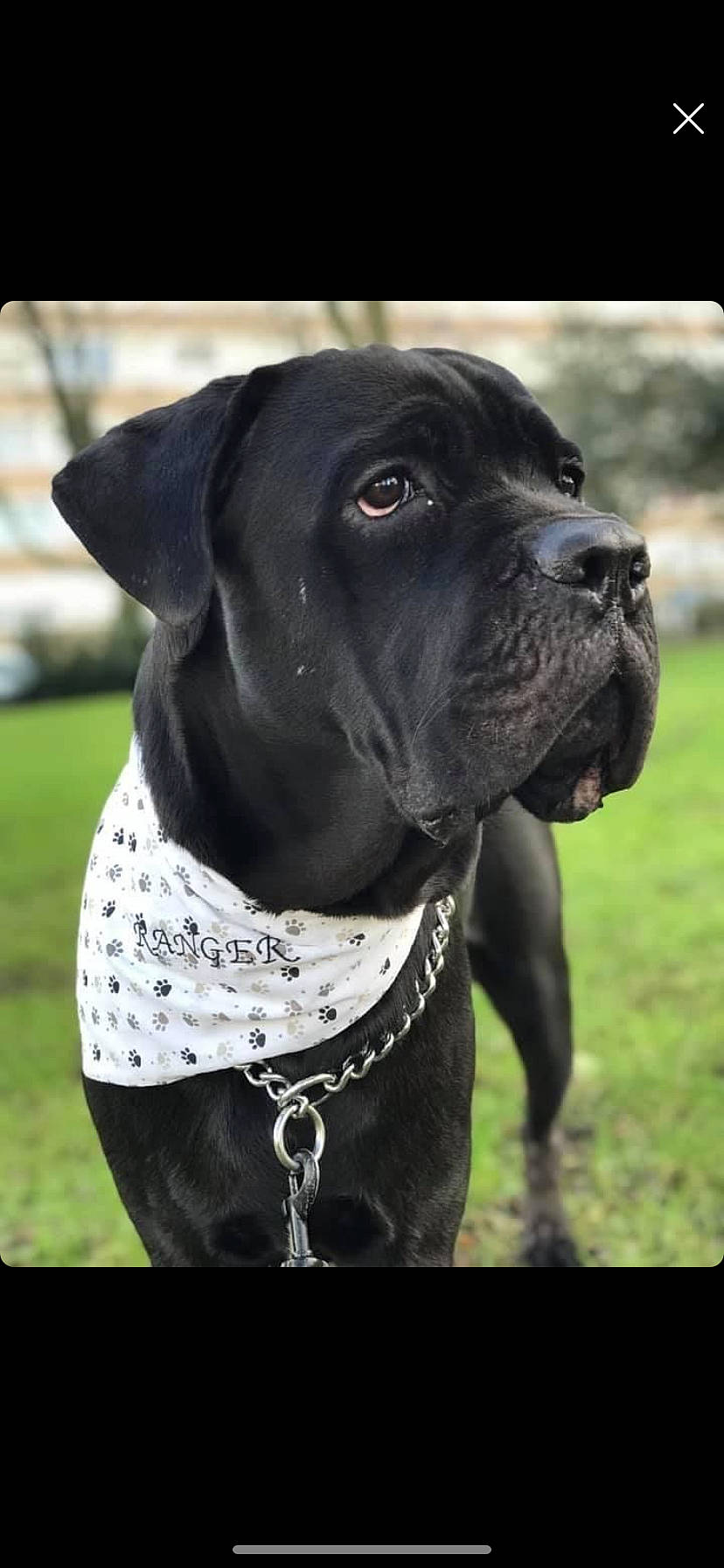 Ranger participe au concours pour gagner de l'argent avec cette photo : canidae, carnivore, collar, companion_dog, dog, dog_breed, dog_collar, fawn, fur, grass, guard_dog, leash, molosser, monochrome_photography, pet_supply, plant, snout, whiskers, working_animal, working_dog