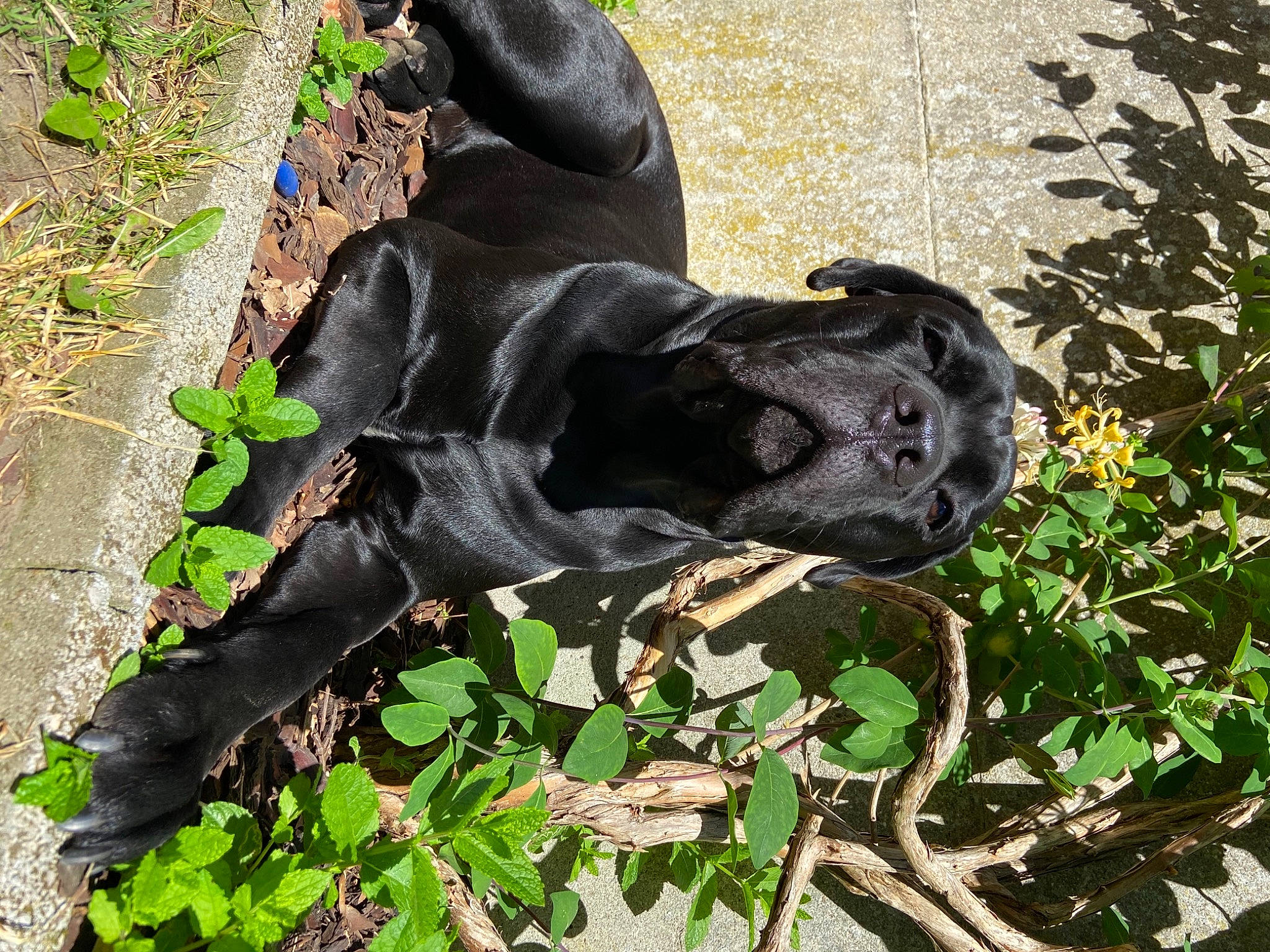 Ranger a rejoint le concours — aidez-le/la à gagner de superbes lots ! art, canidae, dog, dog_breed, eye, fawn, garden, grass, groundcover, monument, plant, sculpture, snout, soil, sporting_group, statue, terrestrial_animal, wildlife, wood, working_animal