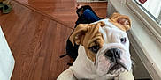 Louie joined the competition — help win amazing prizes! bulldog, puppy, dog, pet, indoor, wooden_floor, window, warning_sign, curious, white_and_brown, animal, young_dog, paw, face, ears, household, black_surface, close_up, expression, pet_portrait
