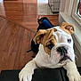 bulldog, puppy, dog, pet, indoor, wooden_floor, window, warning_sign, curious, white_and_brown, animal, young_dog, paw, face, ears, household, black_surface, close_up, expression, pet_portrait