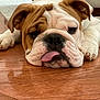 Louie joined the competition — help win amazing prizes! bulldog, puppy, dog, tongue_out, wrinkly_face, lying_down, wooden_floor, pet, animal, cute, domestic_animal, indoors, floor_reflection, close_up, canine, sleepy, head, brown_and_white, fur, tongue