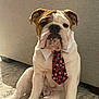 animal, brown_patches, bulldog, carpet, collar, couch, cute, dog, floor, home, indoor, pet, pet_accessory, portrait, puppy, red_tie, sitting, snowflake_pattern, tie, white_dog