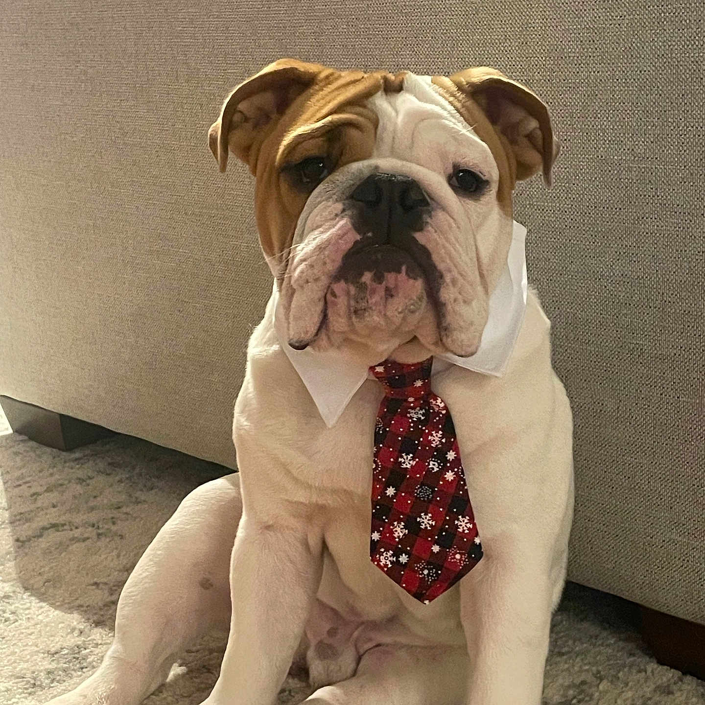Louie