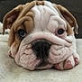 bulldog, puppy, dog, pet, closeup, face, wrinkles, paw, cute, animal, mammal, young, resting, adorable, nose, ears, fur, indoor, soft, expression