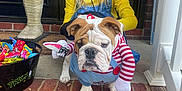 Louie joined the competition — help win amazing prizes! blue_overalls, brick_porch, bulldog, candy, child, costume, dog, door, funny_costume, glasses, halloween, happy, holiday, mummy_decoration, outdoor, pet, puppy, smiling, toy_knife, yellow_clothing