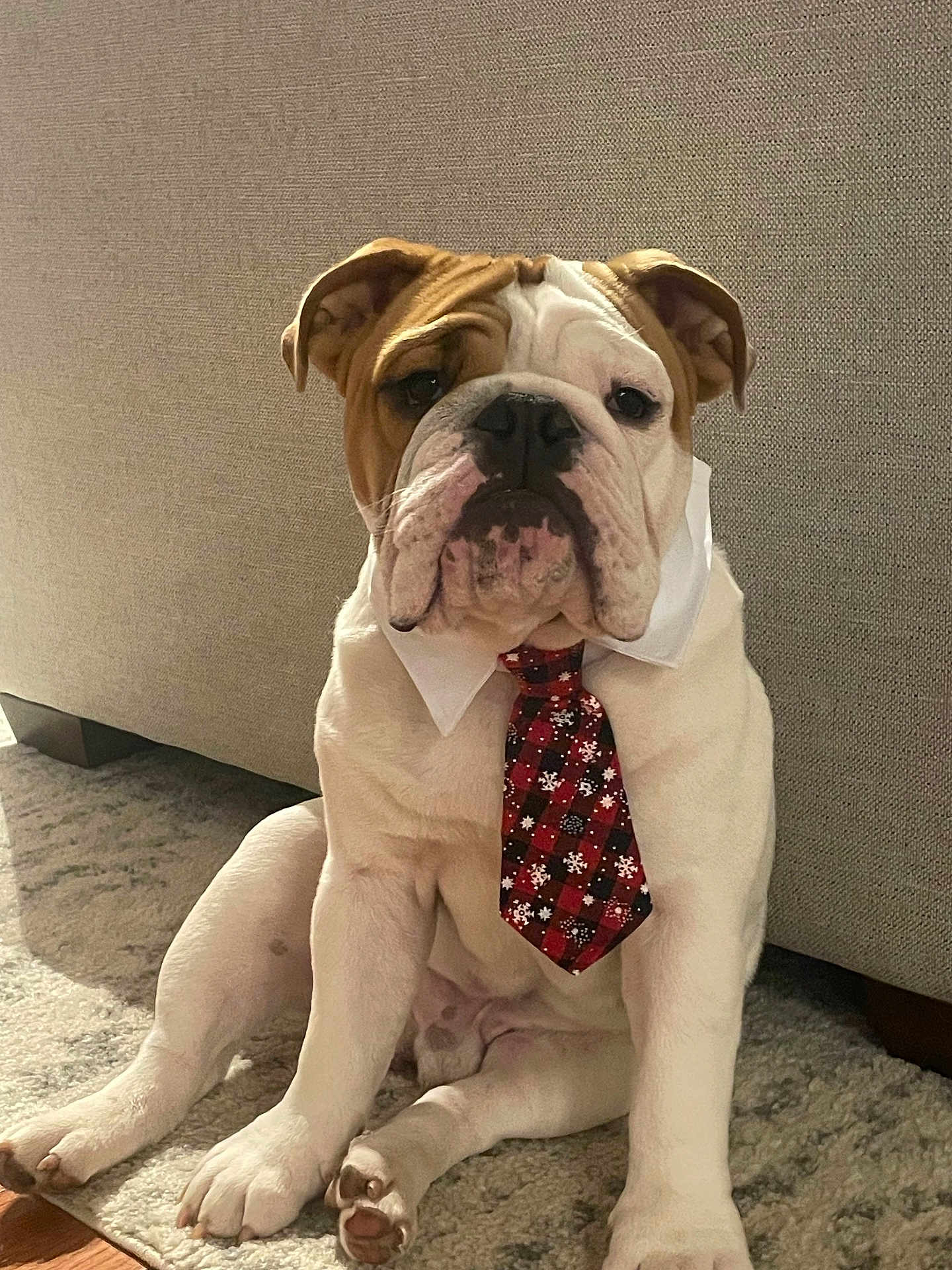 Louie joined the competition — help win amazing prizes! animal, brown, bulldog, canine, carpet, closeup, collar, cute, dog, domestic_animal, expression, festive, furniture, holiday, indoor, pet, portrait, sitting, tie, white
