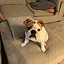 blanket, bulldog, carpet, couch, cozy, curious, dog, floor, furniture, home, indoors, legs, living_room, neutral_colors, ottoman, person, pet, relaxing, seated, wrinkles
