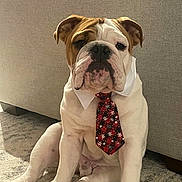 Louis joined the competition — help win amazing prizes! bulldog, dog, pet, tie, collar, indoor, carpet, furniture, sitting, white, brown, cute, animal, portrait, holiday, festive, expression, closeup, domestic_animal, canine
