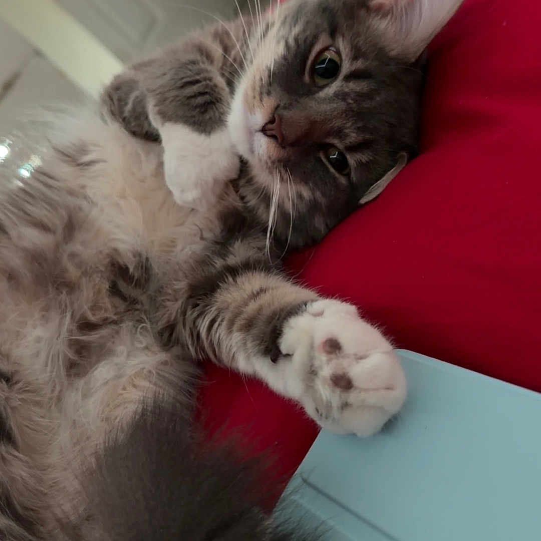Elliot is registered to the contest to win money with this photo: cat, fluffy, gray, white, paw, relaxed, indoor, feline, cute, pet, lying_down, cozy, tail, red_background, whiskers, close_up, fur, domestic_animal, playful, resting
