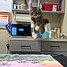 Elliot joined the competition — help win amazing prizes! cat, tabby, leaping, jumping, countertop, laptop, medical_supplies, shelf, calendar, cotton_swabs, bottle, container, paper_towel, office, indoor, animal, pet, fur, whiskers, paw