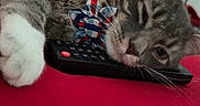 Elliot is registered to the contest to win money with this photo: cat, gray_cat, tabby, pet, bow_tie, remote_control, red_blanket, sleepy, resting, indoor, feline, whiskers, paw, fan, close_up, cute, domestic_animal, relaxed, lying_down, household_item