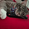 cat, gray_cat, tabby, pet, bow_tie, remote_control, red_blanket, sleepy, resting, indoor, feline, whiskers, paw, fan, close_up, cute, domestic_animal, relaxed, lying_down, household_item