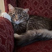 Elliot joined the competition — help win amazing prizes! cat, feline, pet, animal, resting, relaxed, indoor, chair, armchair, patterned_fabric, red, fur, whiskers, tail, paw, cute, domestic_cat, cozy, portrait, comfort