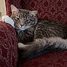 cat, feline, pet, animal, resting, relaxed, indoor, chair, armchair, patterned_fabric, red, fur, whiskers, tail, paw, cute, domestic_cat, cozy, portrait, comfort