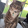 Elliot is registered to the contest to win money with this photo: cat, tabby_cat, pet, indoor, window, greenery, bed, collar, tag, curious, feline, animal, fur, whiskers, paws, charging_cable, device, red, tilted_head, looking