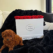 Amour is registered to the contest to win money with this photo: puppy, dog, brown, curly_fur, flowers, roses, white_box, black_blanket, cozy, indoor, window, natural_light, couch, decor, pet, cute, relaxed, home, fluffy, small