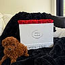 puppy, dog, brown, curly_fur, flowers, roses, white_box, black_blanket, cozy, indoor, window, natural_light, couch, decor, pet, cute, relaxed, home, fluffy, small