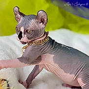 Oona is registered to the contest to win money with this photo: animal, blue_background, curious, domestic_cat, feather_toy, feline, fluffy_blanket, gold_chain, hairless_cat, indoor, kitten, pet, pink_skin, playful, small_cat, sphynx_cat, toy, wrinkled_skin, yellow_background, young_cat