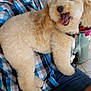 Chippie participe au concours pour gagner de l'argent avec cette photo : animal, blue_checkered_shirt, casual_clothing, close_up, companion, cream_color, curly_coat, denim_shorts, dog, domestic, fluffy, happy, indoor, lap, person, pet, plant, sitting, tongue_out, watering_can