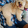 Chippie participe au concours pour gagner de l'argent avec cette photo : basket, blue_checkered_shirt, casual, chair, cream_color, denim_shorts, dog, fluffy, happy, household, indoor, lap, man, pet, playful, relaxed, smile, tile_floor, tongue_out, watering_can