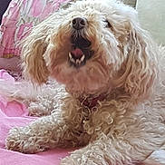 Chippie a rejoint le concours — aidez-le/la à gagner de superbes lots ! animal, blanket, canine, close_up, collar, couch, curly_fur, decor, dog, fluffy, fur, home, indoor, mouth_open, paw, pet, pink, relaxed, resting, teeth