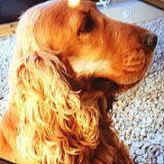 Gaby a rejoint le concours — aidez-le/la à gagner de superbes lots ! american_cocker_spaniel, caramel_color, carnivoran, cockapoo, companion_dog, dog, dog_breed, dog_breed_group, dog_like_mammal, english_cocker_spaniel, snout, spaniel, sporting_group