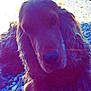 Gaby a rejoint le concours — aidez-le/la à gagner de superbes lots ! blue, boykin_spaniel, carnivoran, dog, dog_breed, dog_breed_group, dog_like_mammal, english_cocker_spaniel, irish_setter, magenta, nose, pink, purple, snout, spaniel, sporting_group