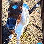 Sucette a rejoint le concours — aidez-le/la à gagner de superbes lots ! bridle, halter, horse, horse_like_mammal, horse_supplies, horse_tack, livestock, mane, mare, mustang_horse, pack_animal, pony, snout