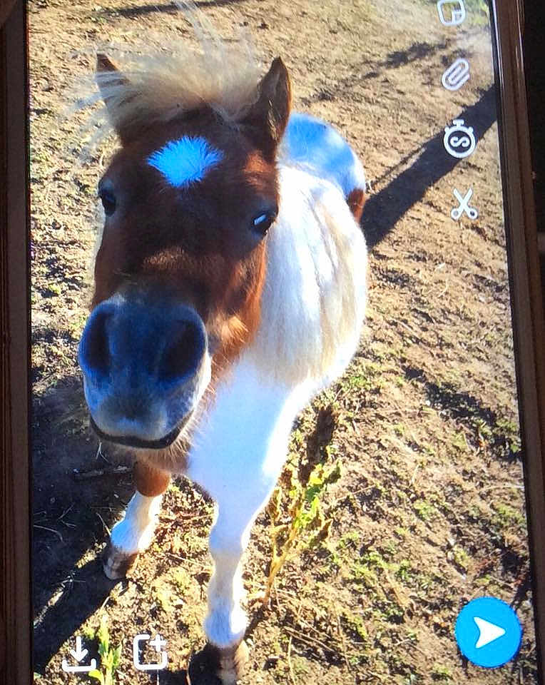 Sucette a rejoint le concours — aidez-le/la à gagner de superbes lots ! bridle, halter, horse, horse_like_mammal, horse_supplies, horse_tack, livestock, mane, mare, mustang_horse, pack_animal, pony, snout