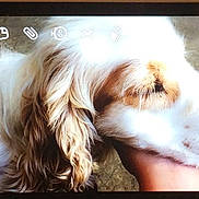 Lola participe au concours pour gagner de l'argent avec cette photo : companion_dog, dog, dog_breed, dog_breed_group, dog_like_mammal, ear, english_cocker_spaniel, photo_caption, puppy_love, snout, spaniel, sporting_group, welsh_springer_spaniel