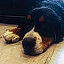 Nougat a rejoint le concours — aidez-le/la à gagner de superbes lots ! bernese_mountain_dog, dog, dog_breed, dog_breed_group, dog_like_mammal, greater_swiss_mountain_dog, snout