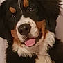 Nougat participe au concours pour gagner de l'argent avec cette photo : bernese_mountain_dog, carnivoran, companion_dog, dog, dog_breed, dog_breed_group, dog_like_mammal, greater_swiss_mountain_dog, snout