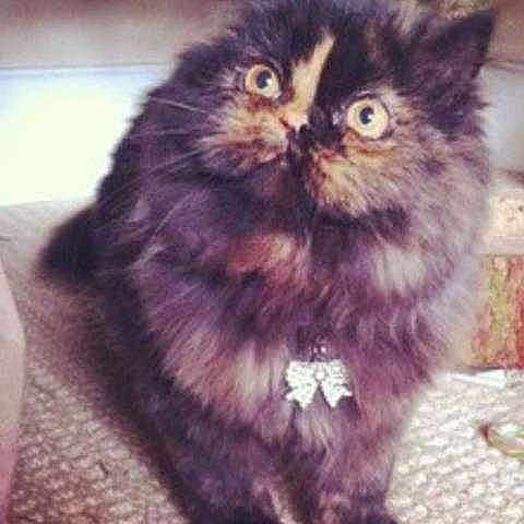 Smudge joined the competition — help win amazing prizes!