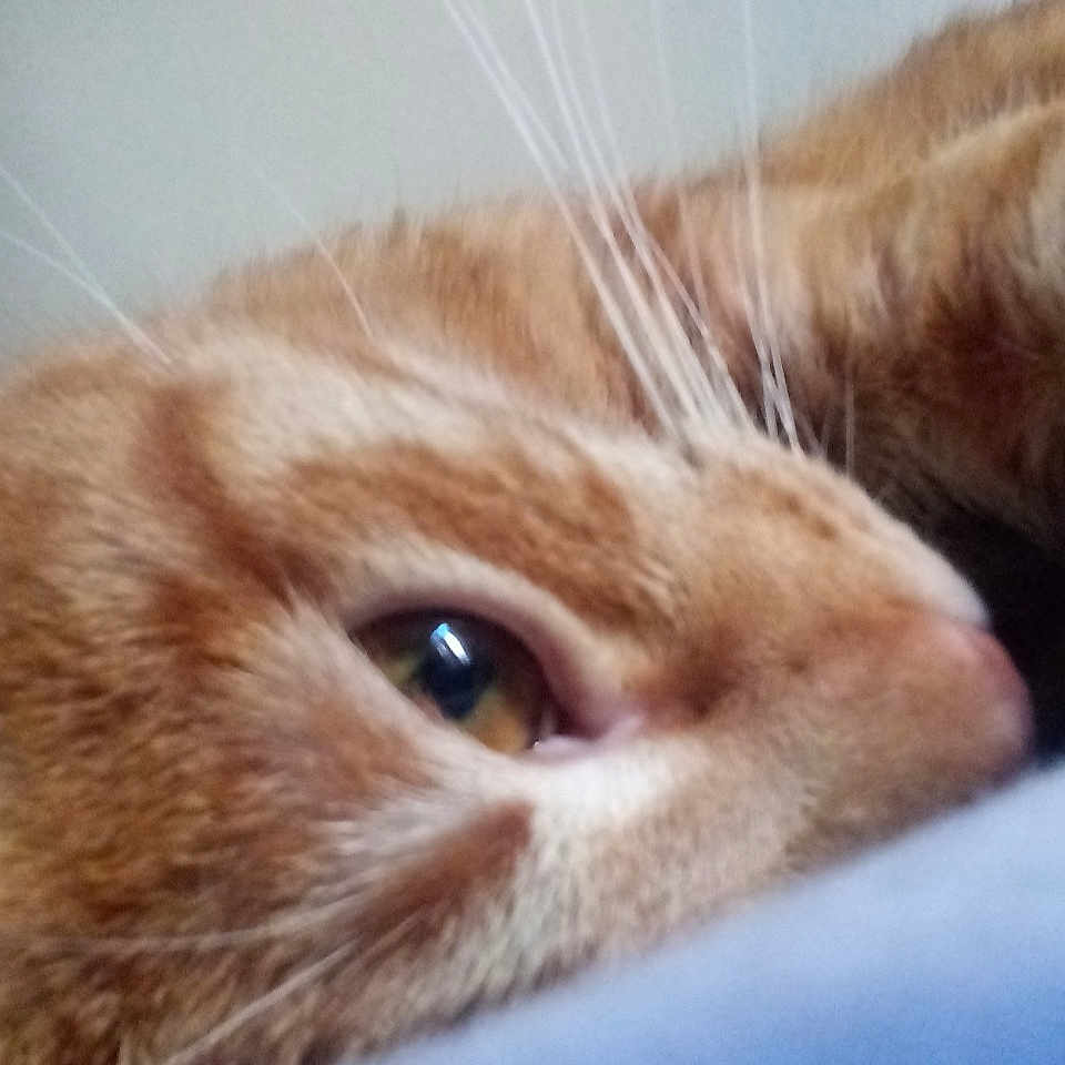 Moka a rejoint le concours — aidez-le/la à gagner de superbes lots ! carnivore, cat, close_up, ear, european_shorthair, eye, fawn, felidae, fur, german_rex, kitten, mammal, munchkin, nose, small_to_medium_sized_cats, snout, tabby_cat, whiskers