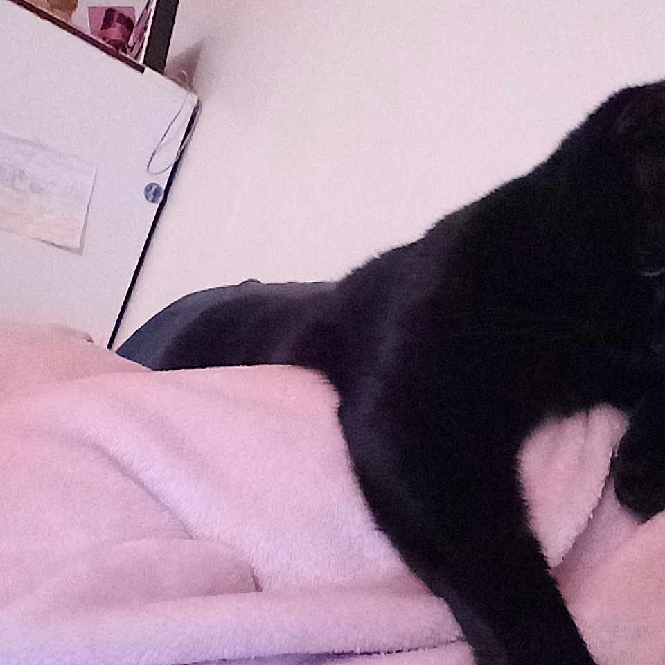 Miyu a rejoint le concours — aidez-le/la à gagner de superbes lots ! black, black_cat, black_hair, carnivore, cat, domestic_short_haired_cat, felidae, fur, kitten, leg, pink, small_to_medium_sized_cats, sporting_group, tail, whiskers