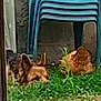 Nina a rejoint le concours — aidez-le/la à gagner de superbes lots ! animal, armchair, backyard, canine, chair, dog, fox, furniture, germanshepherd, grass, jar, kitfox, nature, outdoors, pet, plant, pottedplant, puppy, terrier, yard